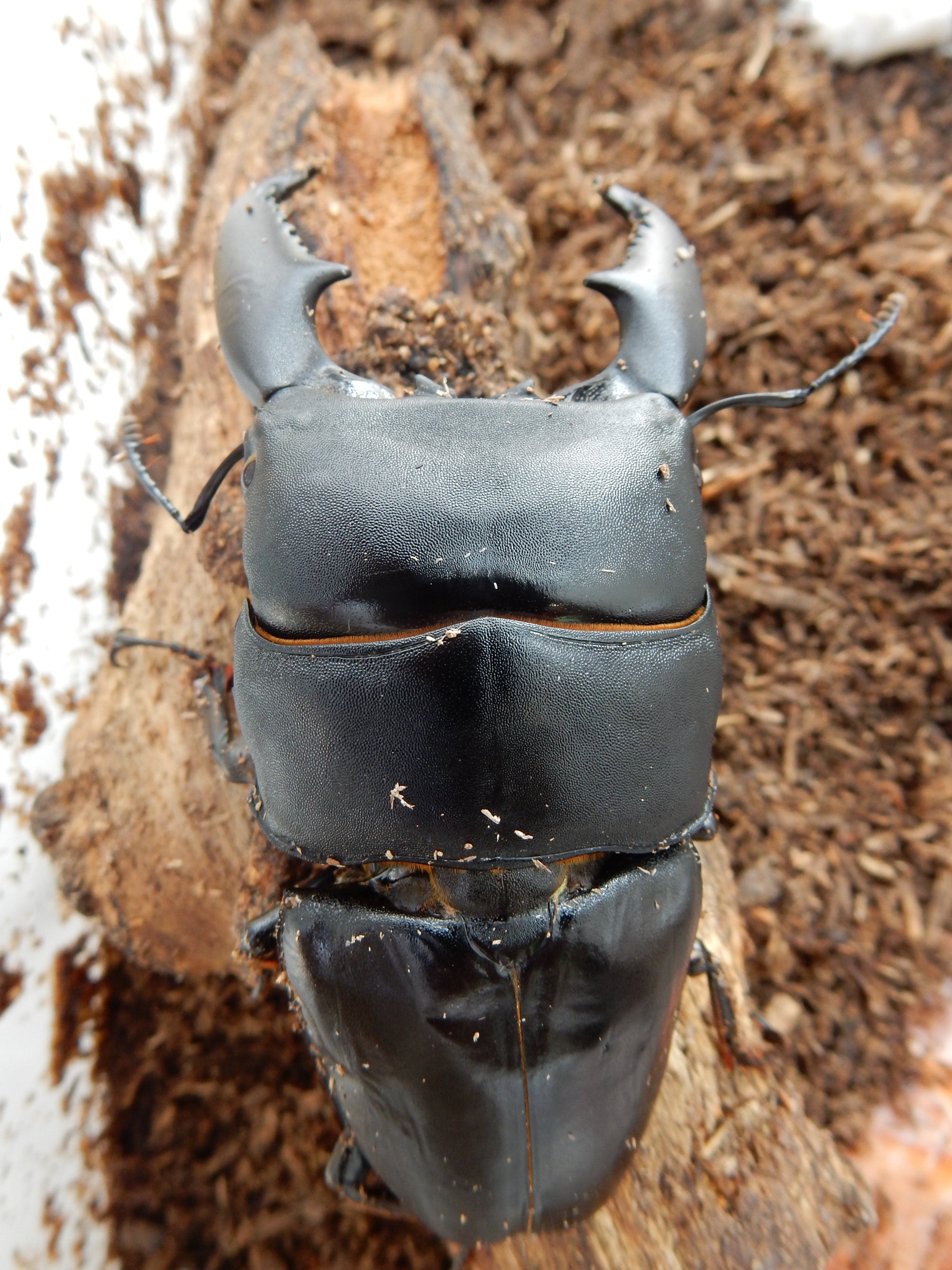 スマトラ　97mm　頭33.7　胸36　16.2孵化　後食済 (2)